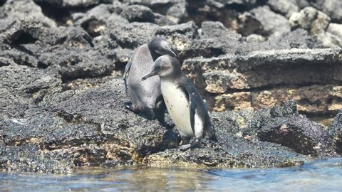Galapagos Penguins Standing On Beach Lava Rocks, Galapagos Islands