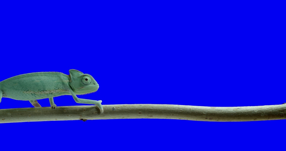 Greenscreen animal. Animal reptile chameleon chroma key Royalty-Free Stock Footage #1044895531