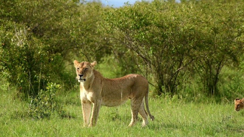 Lion resting in the grass in Kenya image - Free stock photo - Public ...