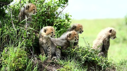 Rare Shot of cheetahs family with cubs in Kenya Safari, Africa.The cheetah is a large cat of the subfamily Felinae that occurs in North, Southern and East Africa, and a few localities in Iran. 