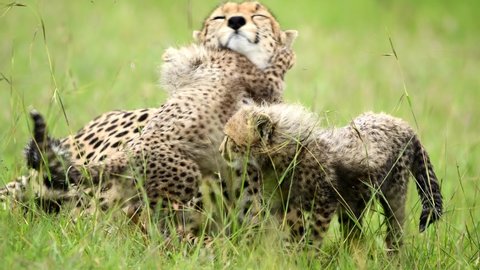 Rare Shot of cheetahs family with cubs in Kenya Safari, Africa.The cheetah is a large cat of the subfamily Felinae that occurs in North, Southern and East Africa, and a few localities in Iran. 