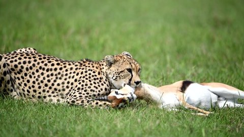 Cheetah eating thomson gazelle prey in the Savanna in Kenya Safari, Africa. It inhabits a variety of mostly arid habitats like dry forests, scrub forests, and savannahs.