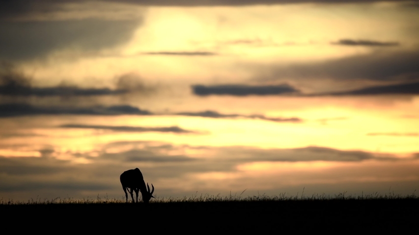 Sunset Over African Plain With Fiery Sky animals in Savanna kenya Africa