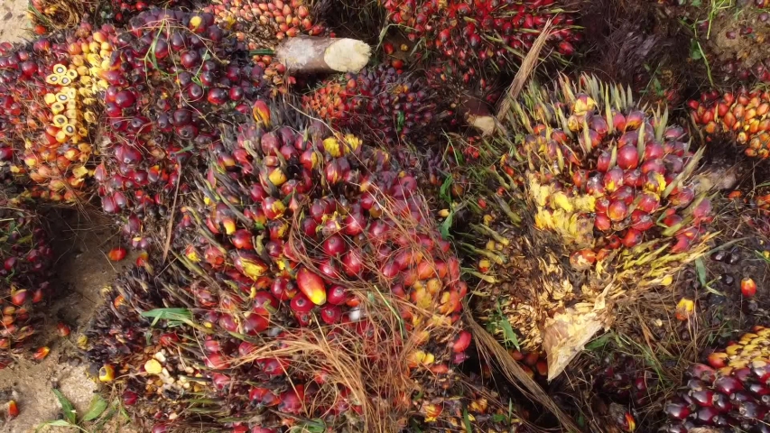 Fresh Oil Palm Fruits after harvesting in the field Royalty-Free Stock Footage #1044909922