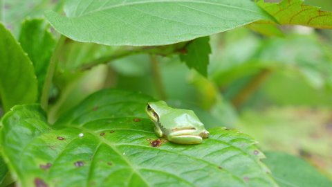 Japanese tree frog - Hyla japonica - is on the leaf in Yamaguchi city, JAPAN. without sounds