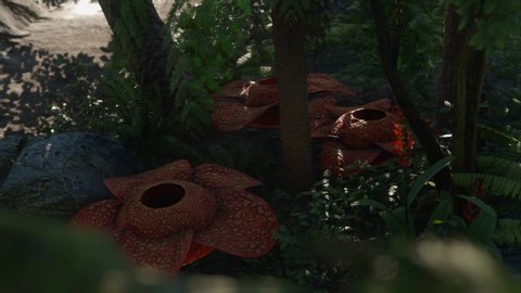 3D Animation of close up Rafflesia flower plant surrounded by trees in tropical forest at morning rendered in 4k