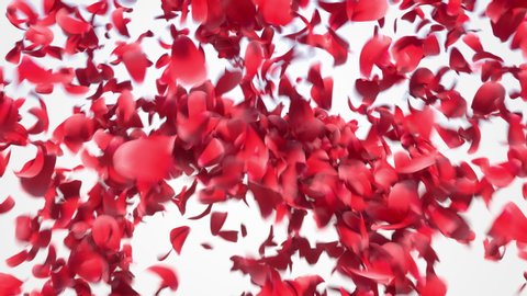 Flower petals explosion. 3D realistic animation of many petals explosion like confetti with alpha matte.