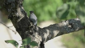 Slow Motion Video: Nuthatch pecks a seed on a tree branch. Birds Eurasian Nuthatch or Wood Nuthatch (Sitta europaea). Four times slow
