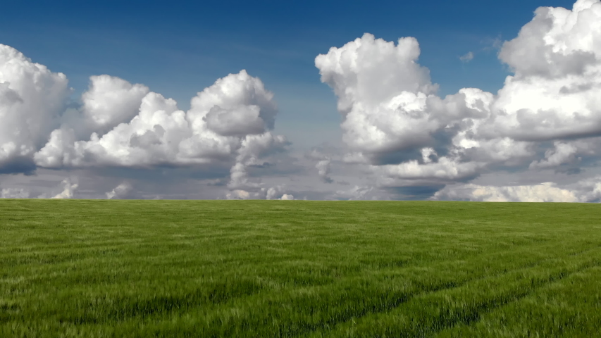 Wheat field landscape. Drone view grain growing on agricultural field on background blue sky. Green meadow summer landscape windy beautiful style on blue background. Environmental disaster nature
