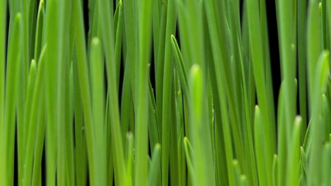 Time Lapse of barley grass growing. Time-lapse of growing green grass isolated on black background. Germination seeds sprouting springtime. Close up timelapse of growing Barley.