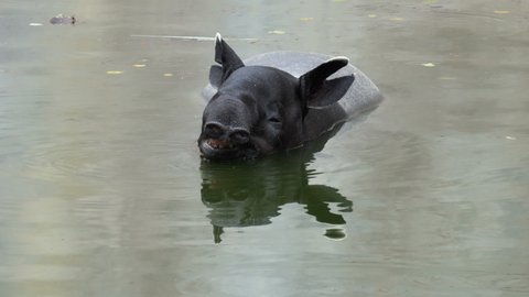 black Malayan Tapir resting in water