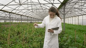Young agronomist in greenhouse controlling vegetables