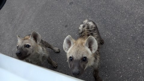 Two hyena cubs on highway near safari car, Kruger National Park in South Africa, Full HD handheld shot