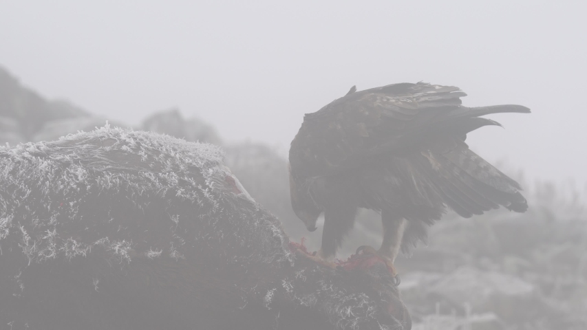 Golden eagle, Aquila chrysaetos, in grey stone habitat, Rhodopes, Bulgaria. Eagle and cow carcass. Bird feeding behaviour in rocky mountain. Wildlife scene from European nature. Fog with rime frost. 