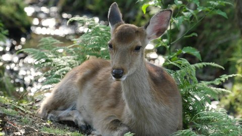  Sika deer (Cervus nippon) or the Japanese deer flicked its ears , way to avoid insect bites