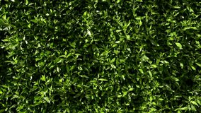 Fresh green foliage abstract video background. Slow motion footage of leaves moving in wind. 