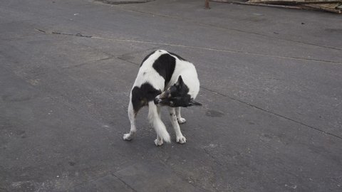 Stray dog biting its tail