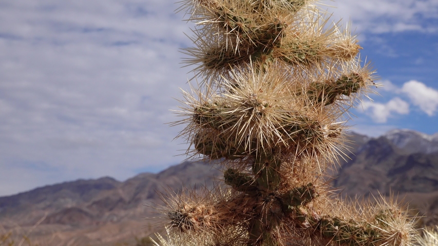 Silver cholla (Cylindropuntia echinocarpas) in Cholla Cactus Garden, California, USA