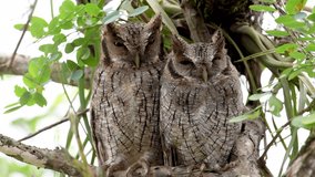 Tropical screech owls in Costa Rica Video Clip 4k 