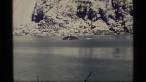 GLACIER BAY ALASKA USA-1977: Whale Swimming In A Bay Surrounded By Mountains That Are Covered With Snow