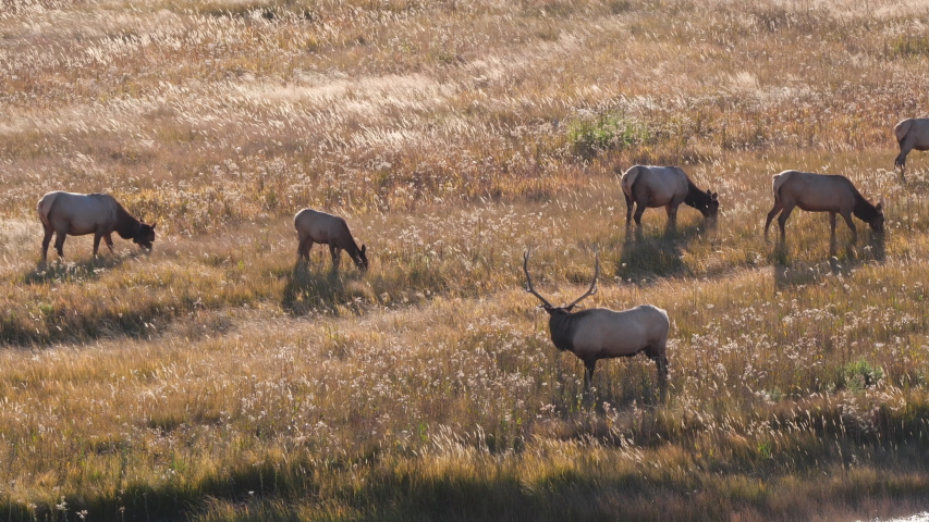 afternoon shot of an elk bull walks towards a herd of females at yellowstone national park in wyoming, usa