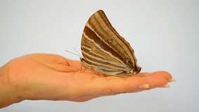 Brown butterfly sitting still on female hand isolated on white background,HD video.
Beautiful butterfly on woman palm.
