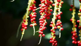 Fresh ripe macarthurs palm fruit hanging on tree  swaying in the wind,HD video close up.
Bunch of red palm fruit .