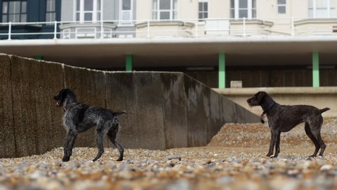HASTINGS, UNITED KINGDOM. SEPTEMBER 28 2017. Two excited dogs waiting for a ball on a beach.
