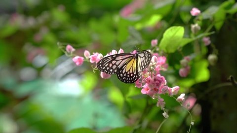 Glassy tiger butterfly with wings open wide on pink flowers, fly away and then return to flowers