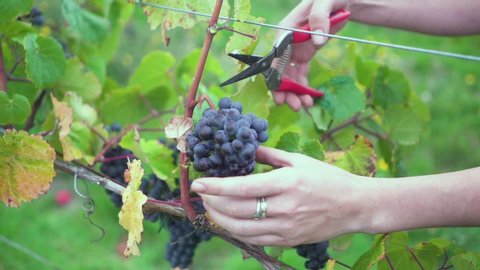 Hand Collecting Red Grapes to Make Wine.