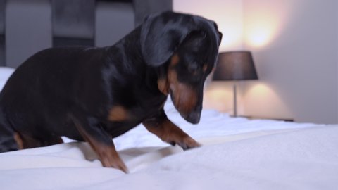 A dog of a Dachshund breed, black and tan, digging its paws, pulling its teeth, playing with a bedspread on a bed at home or in a dog friendly hotel