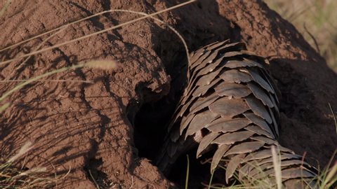 Pangolin feeding and digging into a termite mound