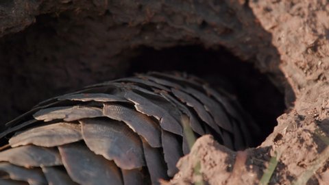 Pangolin digging for termites in mound, with termites walking on its scales