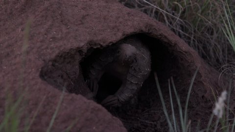 Pangolin looking out from termite mound