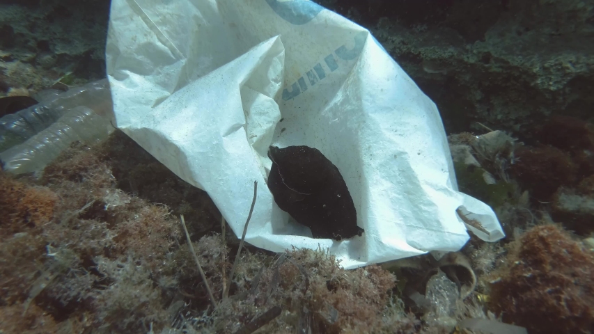 Plastic pollution, Nudibranch sea hare on a white plastic bag on the seabed in Mediterranean Sea, Europe. Sooty sea hare or Mottled sea hare (Aplysia fasciata)