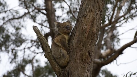 Koala in australia on a tree before bush fire