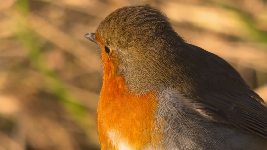 Robin redbreast bird extreme close up head beak orange red plumage feathers Christmas slow motion