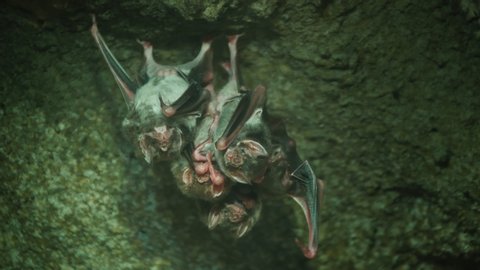 A colony of vampire mice hanging upside down on the ceiling of a dark cave