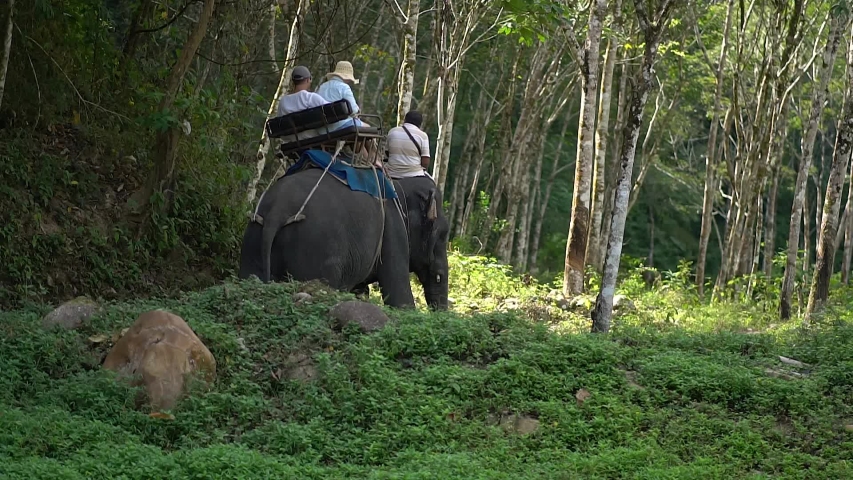 Elephant riding in Thailand forest