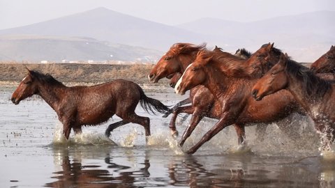 Wild Horses running slow motion