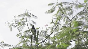 Hornbill bird hold on branch of tree and flying out of frame