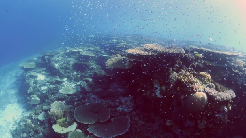bautiful tropical hard and soft coral scenery underwater with fish around