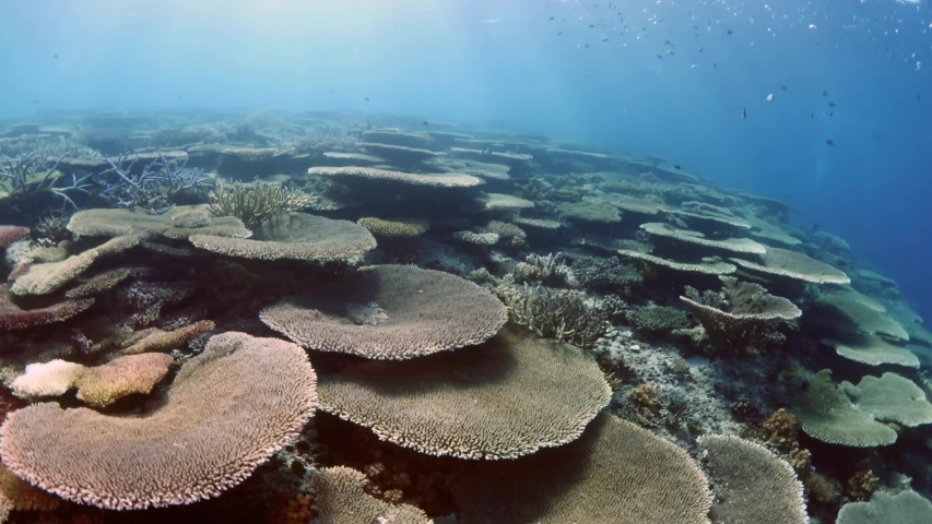bautiful tropical hard and soft coral scenery underwater with fish around