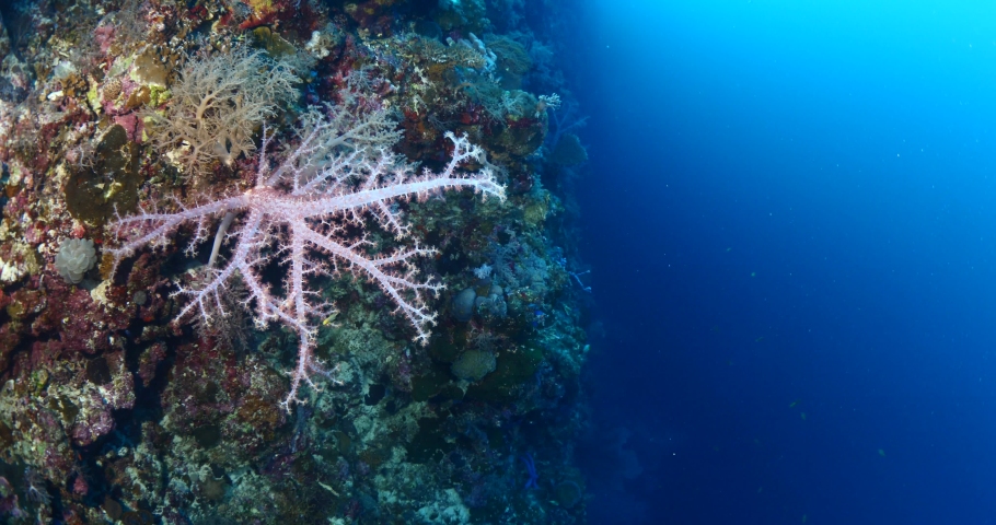 bautiful tropical hard and soft coral scenery underwater with fish around