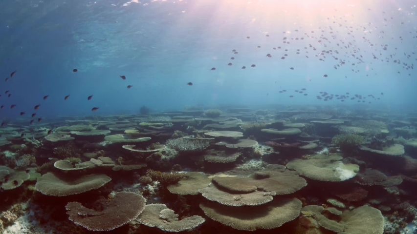 bautiful tropical hard and soft coral scenery underwater with fish around