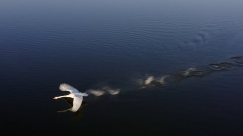 aerial view from swans flying over German lake