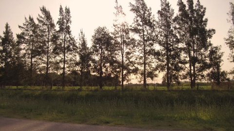Driving on a Country side Road, valley, driver passenger window View Pine trees  POV Plate - Point of view front  Flying camera sunset. Drone