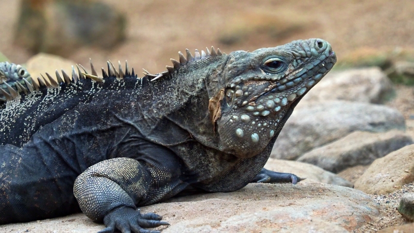 Cuban Rock Iguana Image - Free Stock Photo - Public Domain Photo - Cc0 