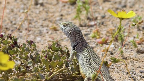 lizard in its natural habitat with natural behavior, under the intense heat and radiation of the sun in the Atacama desert during a spring flowering