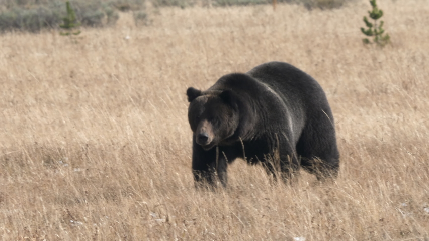 close up shot of a large grizzly bear approaching at yellowstone national park in wyoming, usa